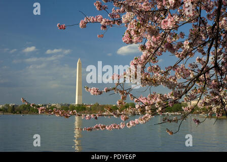 Washington Monument, Monument, Washington D.C. Blossom Festival gai Banque D'Images