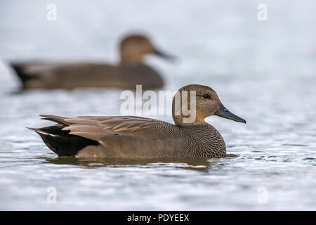 Natation ; Canard chipeau Anas strepera Banque D'Images