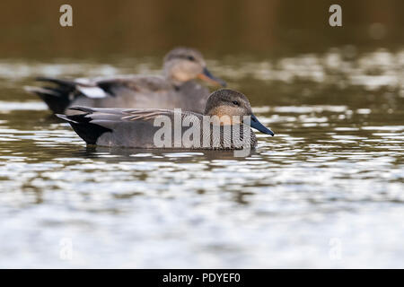 Natation ; Canard chipeau Anas strepera Banque D'Images