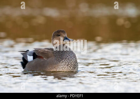 Natation ; Canard chipeau Anas strepera Banque D'Images