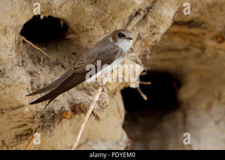 Oeverzwaluw nestgatSand boomwortel voor een Martin assis sur une racine en face de l'orifice de son nid. Banque D'Images