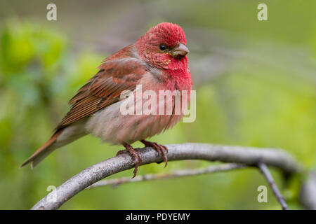 Un Rosefinch écarlate sur une branche Banque D'Images