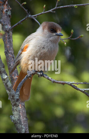 Taigagaai uitlopend takje op een.Siberian Jay assis sur une branche. Banque D'Images