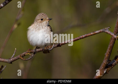 Grauwe vliegenvanger op een twijgje.Spotted Flycatcher assis sur une branche Banque D'Images