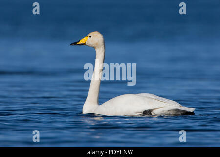 Wilde zwaan zwemmend in het water.cygnes chanteurs dans l'eau. Banque D'Images