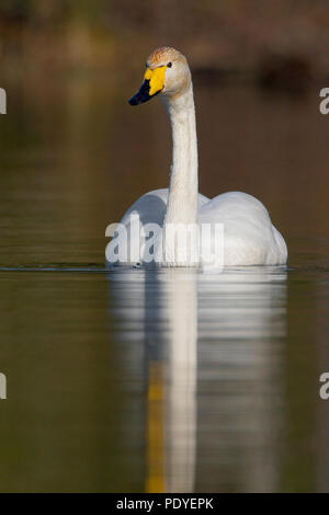 Wilde zwaan zwemmend in het water.cygnes chanteurs dans l'eau. Banque D'Images