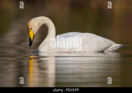 Wilde zwaan zwemmend in het water.cygnes chanteurs dans l'eau. Banque D'Images