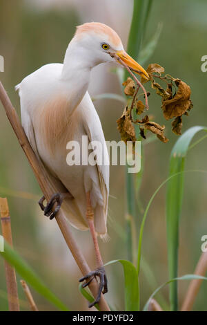 Héron garde-boeuf en plumage nuptial ; Bubulcus ibis ; Koereiger dans broedkleed. Banque D'Images