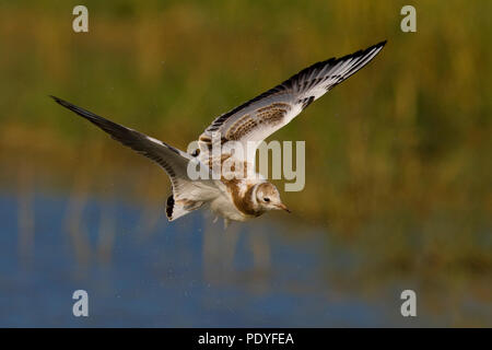 La Mouette rieuse Larus ridibundus ; vol ; Juveniele vliegend Kokmeeuw Banque D'Images