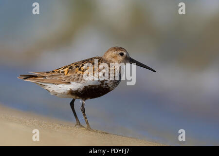 Bonte Strandloper dans broedkleed ; en plumage nuptial Bécasseau variable Calidris alpina ; Banque D'Images