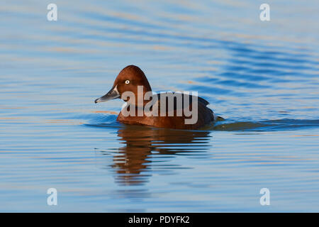 Zwemmend Witoogeend mannetje (woerd) ; piscine ; Mâle Fuligule nyroca Aythya nyroca Banque D'Images