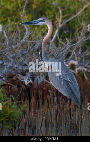 Goliath Goliath ; reuzenreiger de reiger ; Heron Ardea goliath Banque D'Images