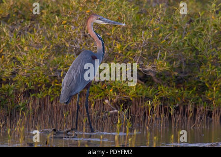 Goliath Goliath ; reuzenreiger de reiger ; Heron Ardea goliath Banque D'Images