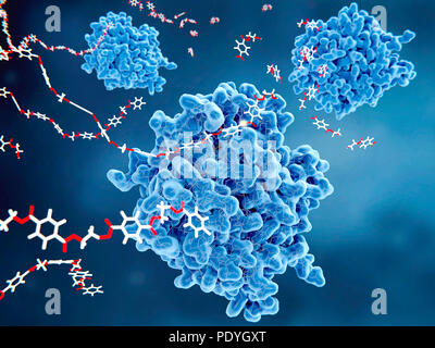 PETase enzymes (bleu) briser le plastique, l'illustration. PETase est une enzyme bactérienne qui décompose le PET (polyéthylène téréphtalate) plastics (rouge et blanc) à gauche, molécules monomères (coin supérieur droit). L'ensemble du processus de dégradation bactérienne acide téréphtalique purifié des rendements et de l'éthylène glycol, qui sont écologiquement inoffensif. Banque D'Images