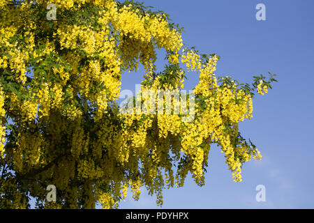 Arbre Laburnum floraison au printemps. Banque D'Images