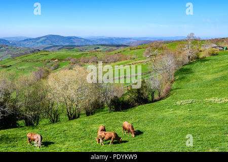 Le Galicien en bovins Saint James's Way, Galice, Espagne Banque D'Images