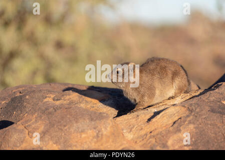 Rock dassie portrait dans la lumière du soleil tôt le matin sur rocher avec un fond Banque D'Images