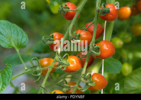 Les tomates vertes et mûres dans une serre commerciale aux Pays-Bas Banque D'Images