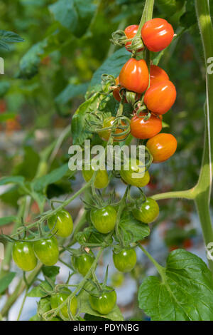 Les tomates vertes et mûres dans une serre commerciale aux Pays-Bas Banque D'Images