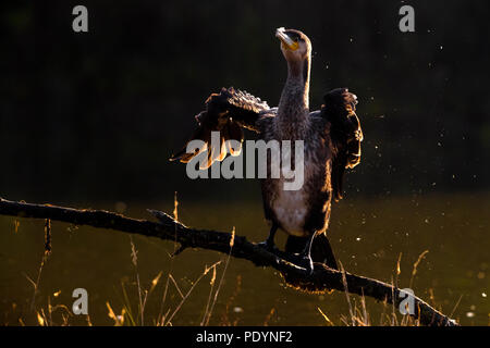 Grand cormoran Phalacrocorax carbo sinensis ; Banque D'Images