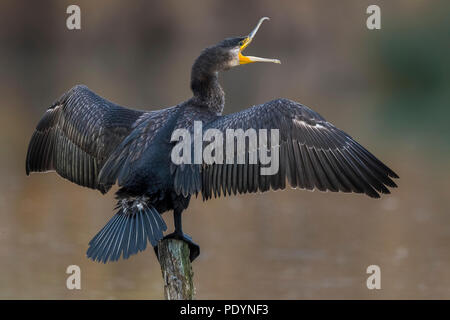 Grand cormoran Phalacrocorax carbo sinensis ; Banque D'Images