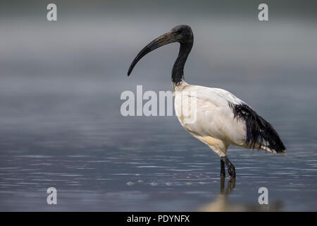 Ibis sacré Threskiornis aethiopicus ; Banque D'Images