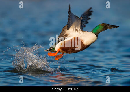 Drake de vol du canard souchet, Anas clypeata Banque D'Images