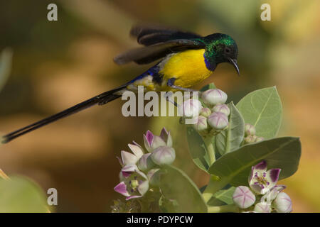 Vallée du Nil Sunbird ; Hedydipna metallica ; Nijlhoningzuiger Banque D'Images