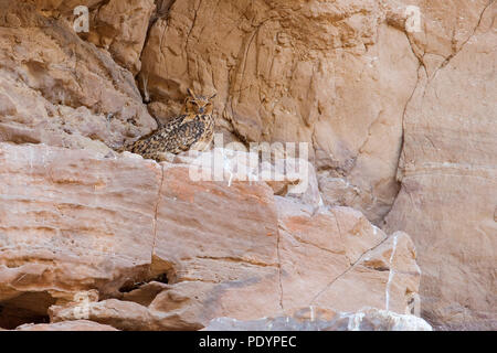 Le pharaon Eagle Owl Bubo ascalaphus ; ; Woestijn Oehoe Banque D'Images