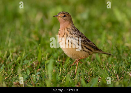 Pipit à gorge rousse Anthus cervinus ; Roodkeelpieper ; Banque D'Images