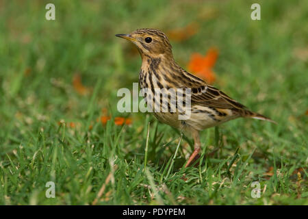 Pipit à gorge rousse Anthus cervinus ; Roodkeelpieper ; Banque D'Images