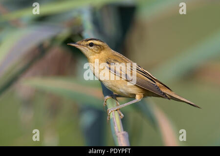 Phragmite des joncs Acrocephalus schoenobaenus ; Rietzanger ; Banque D'Images