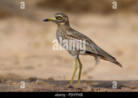 Oedicnème criard Burhinus bistriatus ; Griel ; Banque D'Images