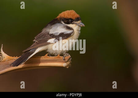 Woodchat Shrike (Lanius sénateur ; Roodkopklauwier ; Banque D'Images