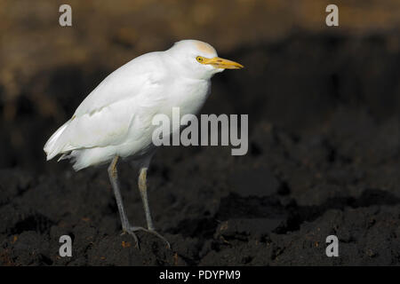 Airone guardabuoi Koereiger ; ; ; Bubulcus ibis Cattle Egret Banque D'Images