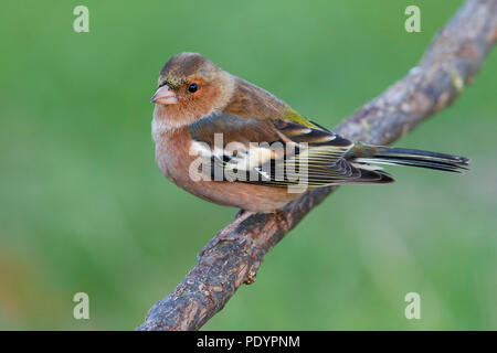 Chaffinch sur Branch. Banque D'Images