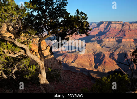 AZ00258-00...ARIZONA - Vue sur le Grand Canyon à partir de détails Point dans le Parc National du Grand Canyon. Banque D'Images