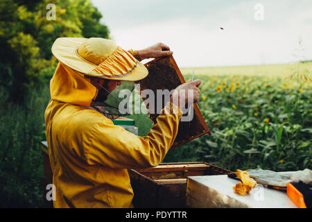 La récolte du miel dans le champ de tournesol Banque D'Images