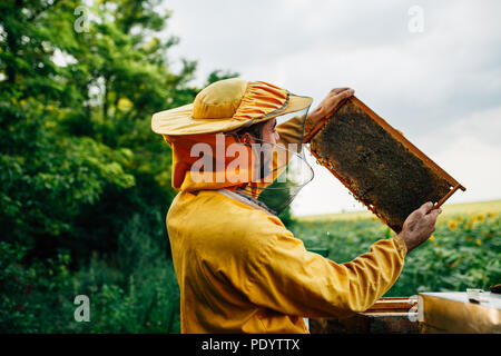 La récolte du miel dans le champ de tournesol Banque D'Images