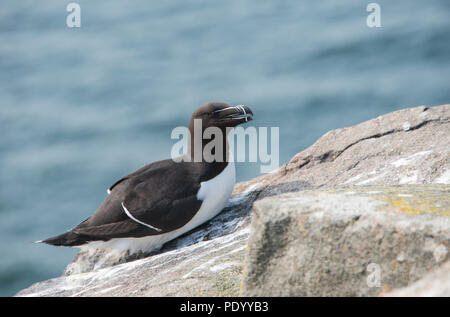 Un petit pingouin (Alca torda) sur une falaise en Ecosse avec vue sur la mer du Nord Banque D'Images