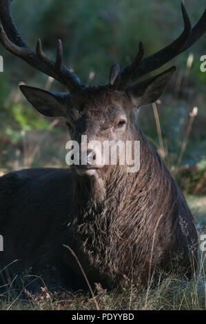 Red Deer (Cervus elaphus) Stag se reposant dans une forêt Banque D'Images