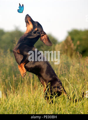 Teckel sur ses pattes pour voir un papillon Banque D'Images