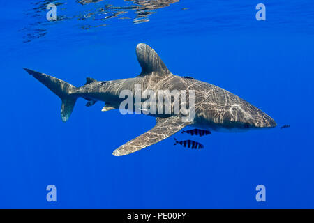 Requin océanique, Carcharhinus longimanus, avec poissons, pilote Naucrates ductor, New York. Banque D'Images