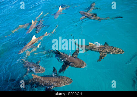 Citron, requins, Negaprion brevirostris, recueillir, sur la surface de l'extrémité ouest, Grand Bahamas, Océan Atlantique. Banque D'Images