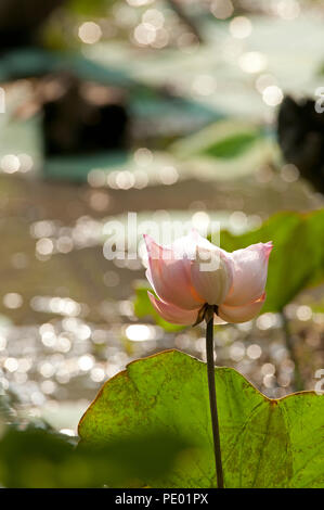 Lotus Sacré, Indian lotus (Nelumbo nucifera), Thaïlande Lotus sacré ou Lotus d'Orient Banque D'Images