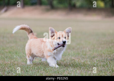 4 mois Welsh Corgi Pembroke chiot en promenade dans la campagne, Oxfordshire, UK