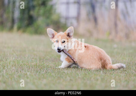 4 mois Welsh Corgi Pembroke chiot en promenade dans la campagne, Oxfordshire, UK