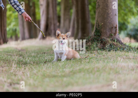 4 mois Welsh Corgi Pembroke chiot en promenade dans la campagne, Oxfordshire, UK