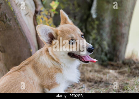 4 mois Welsh Corgi Pembroke chiot en promenade dans la campagne, Oxfordshire, UK