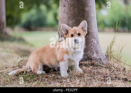 4 mois Welsh Corgi Pembroke chiot en promenade dans la campagne, Oxfordshire, UK